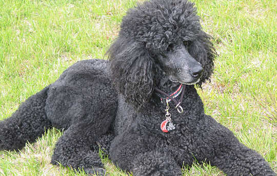 Becoming Open To New Possibilities: A Special Bond With A Dog Becoming Open To New Possibilities: A Special Bond With A Dog